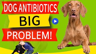 15 Side Effects of Antibiotics in Dogs And What To Do ASAP [upl. by Ayatal131]