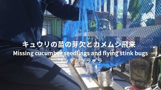 May 26 2024 キュウリの苗の芽欠とカメムシ飛来 Missing cucumber seedlings and flying stink bugs [upl. by Reve929]