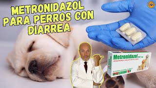 💖 METRONIDAZOL PARA PERROS CON DIARREA DOSIS Y EFECTOS SECUNDARIOS 💖 [upl. by Meehan]