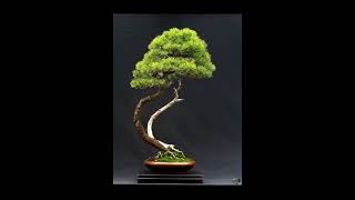 bunjin  literati style bonsai inspiration [upl. by Eidnas]