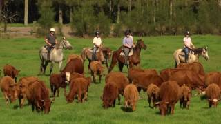 Cattle Droving on Horseback  Glenworth Valley [upl. by Quintus]