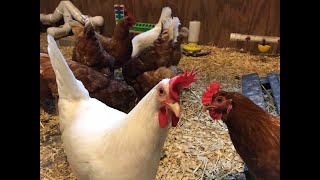 Leghorn Chickens Everything You Need to Know About the Breed 🐓🥰 [upl. by Mastat]