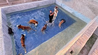 Dogs Swimming Pool Party 🥳 [upl. by Biddie]