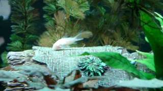 Albino Corydoras Catfish [upl. by Edyth]