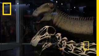 Bringing Back Nigersaurus  Nat Geo Live [upl. by Eijneb]