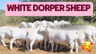 white dorper sheep farm Hoogvertoon Stoet [upl. by Downey]