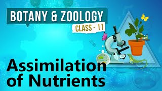 Assimilation of Nutrients  Human Digestive System  Biology Class 11 [upl. by Enillebyam]