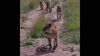 Rongai Lion Pride Looking for Food  1 March 2024 [upl. by Trescha]