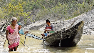 Tigers are eating villagers of Sundarbans [upl. by Nnayd]