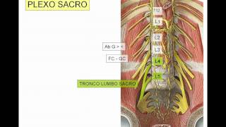 INERVACION DE MIEMBRO INFERIOR 5 [upl. by Fosdick]