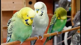 Over 9 hours of Budgies Playing Singing and Talking [upl. by Fagan721]