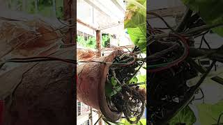 Automatic Plant Watering using Arduino using Soil Sensor [upl. by Etezzil825]