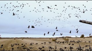 🔥 SASKATCHEWAN WATERFOWL FURY [upl. by Arihaj]