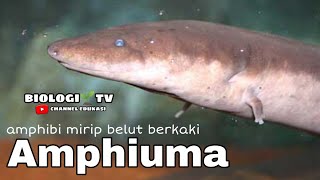 Amphiuma bite salamander pet documentary zonabinatang animal [upl. by Aslam118]