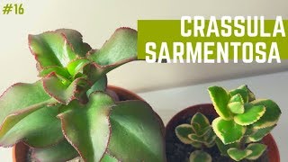 CRASSULA SARMENTOSA 💚  Variegata y Común   Tips de Cuidados y Reproducción [upl. by Quita]