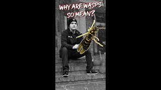 Why Are Wasps So Mean  Stoop Thoughts wasps shorts shortsfeed [upl. by Yeleek812]