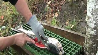 Filleting a Cowlitz River Salmon [upl. by Analla]