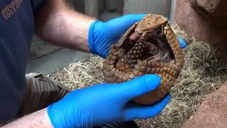 ZLearning Ep 73  Threebanded Armadillo [upl. by Aderf]