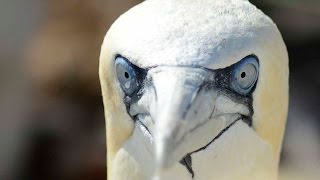 Northern Gannet [upl. by Alroy940]