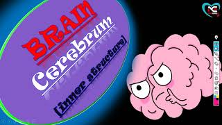 FORE BRAIN CEREBRUM INNER STRUCTURE NERVOUS SYSTEM PART12Ful Explanation in Hindi  By NGMedicals [upl. by Nepsa436]