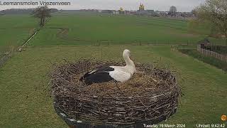 2024 03 19 Storchennest Leemansmolen Vriezenveen NL hier wird schön gebrütet [upl. by Waers]