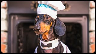 Dog  Master Chef Funny animal video [upl. by Benildas]