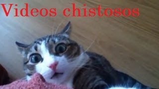 Videos de Risa  Animales  Perros y Gatos Chistosos [upl. by Vail]