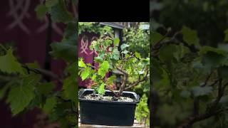 How I transformed a yamadori silver birch bonsai bonsai [upl. by Ruskin]