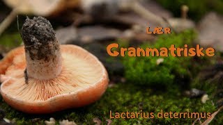 Lær granmatriske lactarius deterrimus [upl. by Olegnaed]