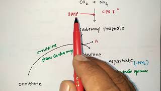 UREA CYCLE TRICKS  BIOCHEMISTRY  PROTEIN METABOLISM  PHARMACIST EXAM  ESIC  GPAT  NIPER  MBBS [upl. by Katerina]