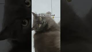 Kocheng badmood kucinglucu kucing kucingimut [upl. by Nassir]