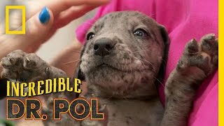 Pawsitively Adorable Danes  The Incredible Dr Pol [upl. by Eneryc]