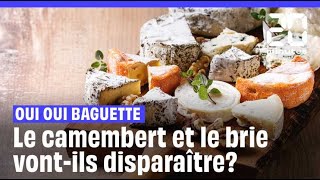 Le camembert et le brie vontils disparaître [upl. by Akena]