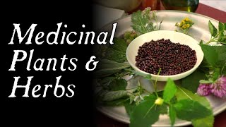 These Plants Could Have Saved You  Historical Herbal Medicine [upl. by Drucilla380]