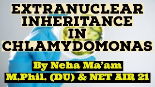 Extranuclear Inheritance In Chlamydomonas [upl. by Nnylarej911]