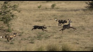 Wild dogs Hunting Waterbuck [upl. by Fem695]