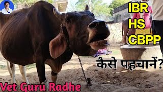 Bovine asthma  Contagious Bovine Pleuropneumonia  Dyspnoea in a cow  Dr Radheshyam Saini [upl. by Yk501]