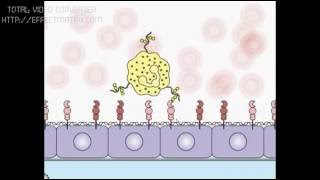 Neutrófilos Adherencia y Rodamiento ANIMACIÓN TRADUCIDA Inmunología [upl. by Abagael]