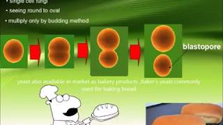 Quick review introduction of fungi microbiology [upl. by Eentirb]