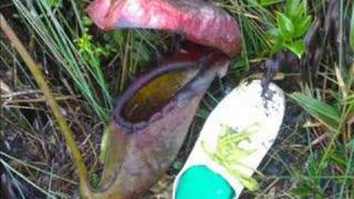 Nepenthes rajah of Mount Kinabalu Part 2 Jackz Lee [upl. by Farlee985]