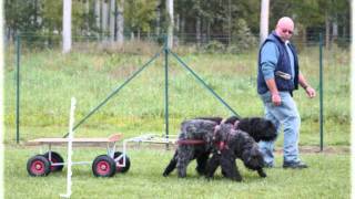 BOUVIER DES FLANDRES  Attelage Démonstration Concours  BAYA et DIXIE [upl. by Gifford966]