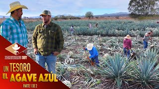 PRODUCCIÓN DE AGAVE PARA TEQUILA una actividad de muchos años [upl. by Yentyrb]