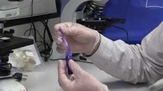 How To Make a Cell Using Dialysis Tubing [upl. by Eidnalem261]