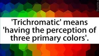 Explanation of the Trichromatic Theory of Color Vision [upl. by Tterraj]