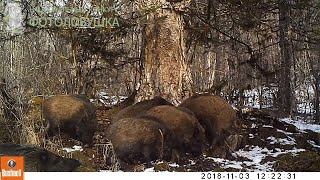 Animals that live on the territory of the Bastak Nature Reserve were captured by camera traps P3 [upl. by Strephon]