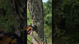 Hackberry is some hardwood dewalttv electric chainsaw showed out treework treeclimber dewalt [upl. by Ivett969]