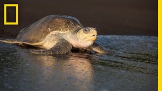 Over 100000 Sea Turtles Nest at the Same Time How  National Geographic [upl. by Acimahs]