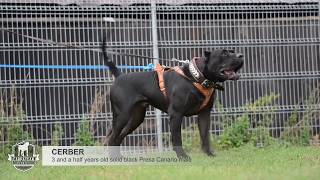 Presa canario agitation test Cerber [upl. by Nettie]