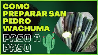 🌵COMO PREPARAR SAN PEDRO WACHUMA ✦ PASO A PASO TUTORIAL✦ MEDICINA CHAMANICA [upl. by Ocirred16]