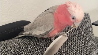 Let me play with my feather 🪶 Mya Galah Rosakakadu Kakadu Papagei Cockatoo [upl. by Dahsra686]